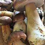 Dom Letniskowy Na Kaszubach Z Podgrzewanym Basenem Ostrowite (Kartuzy)