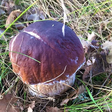 Feriehus Dom Letniskowy Na Kaszubach Z Podgrzewanym Basenem *